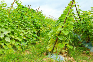 Growing My Dinner - Image Copyright CanStockPhoto.com