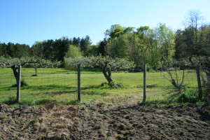 apples-still-blooming