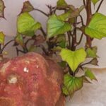 Growing Sweet Potatoes Organically- A Comprehensive Guide